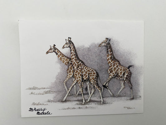 Sherry Steele signed Giraffes Postcard