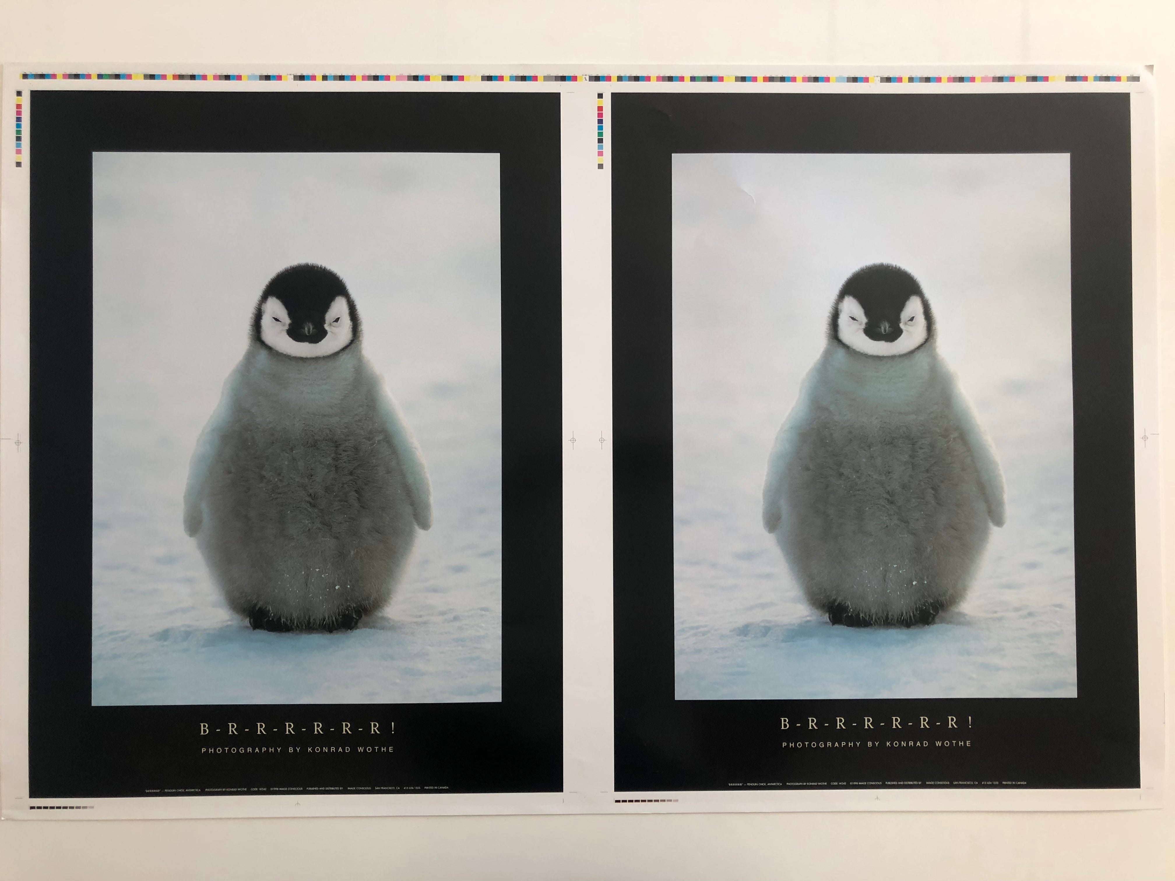 B-R-R-R-R-R-R! Konrad Wothe Double Penguin Print Poster