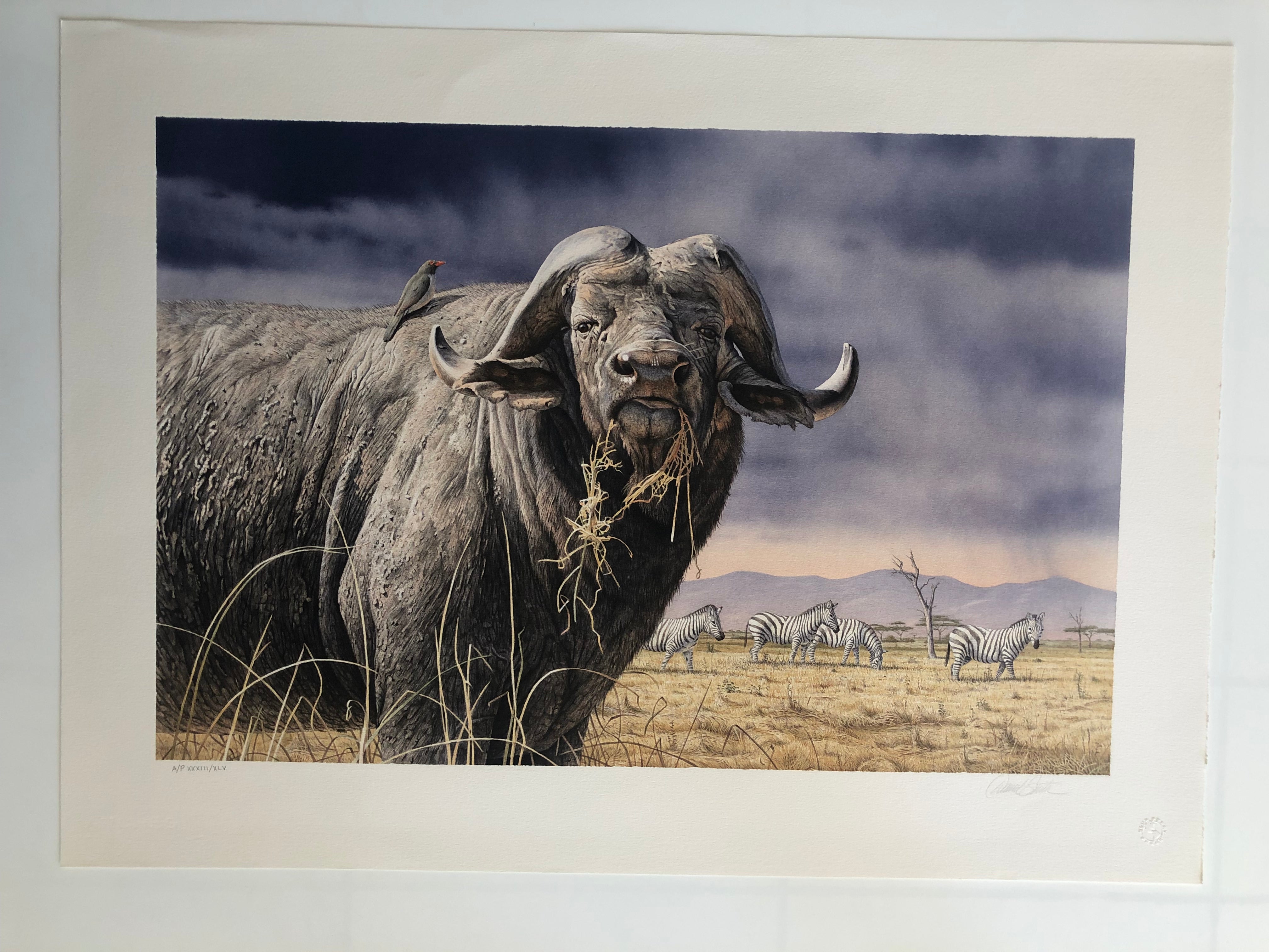 African Buffalo Print